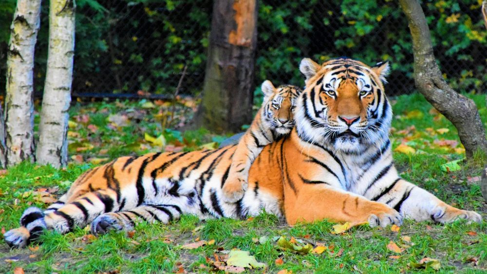 El Tigre Fuerza Física y Agresión